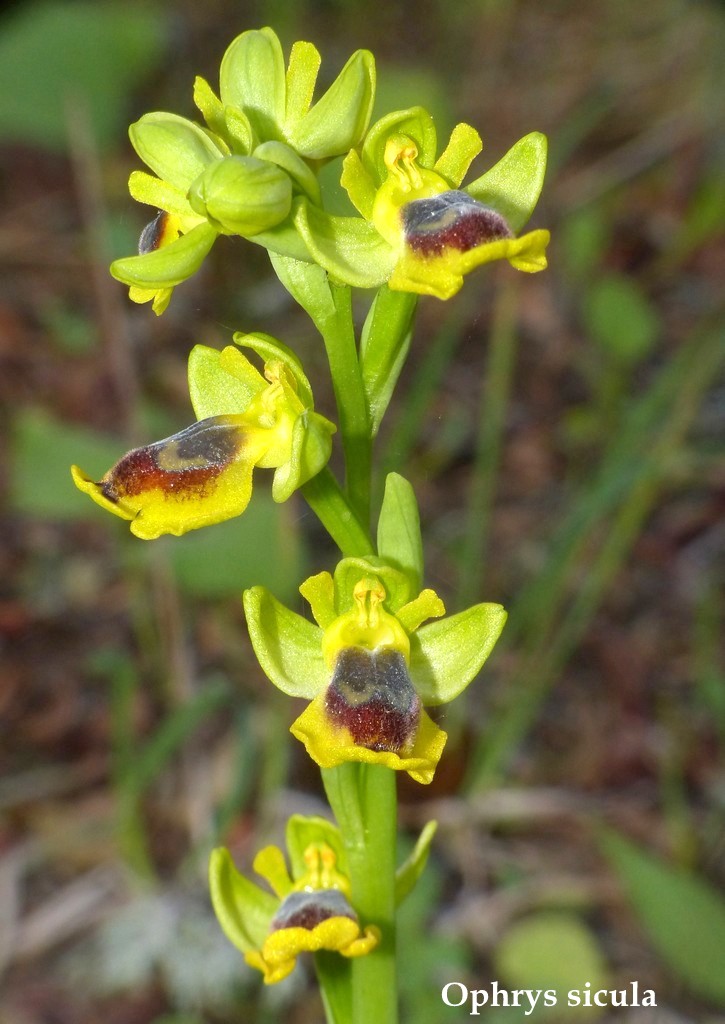 Grecia 23_25 aprile 2016  un fine settimana tra le orchidee.